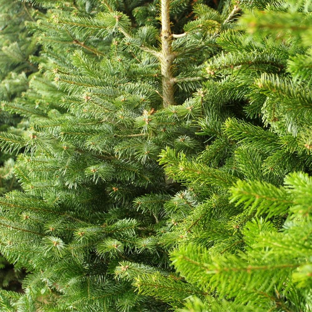 Fresh Christmas Trees Near Me Now